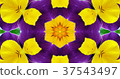 Kaleidoscope (flower) 37543497