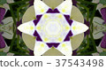 Kaleidoscope (flower) 37543498