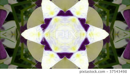 Kaleidoscope (flower) 37543498