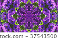 Kaleidoscope (flower) 37543500