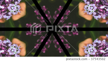 Kaleidoscope (flower) Kaleidoscope (flower) 37543502