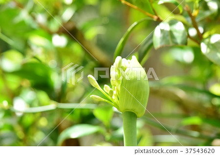 Agapanthus Tsubomi Agapanthus Tsubomi 37543620