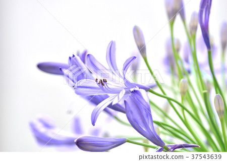  Agapanthus 37543639