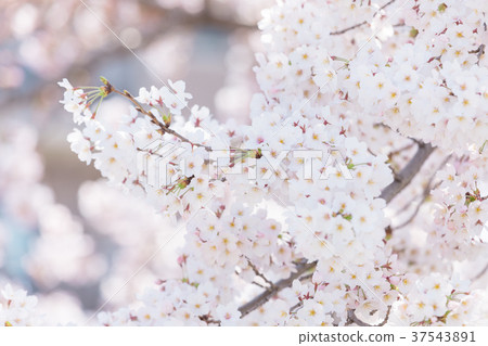 Somei Yoshino櫻花櫻花日本花 37543891