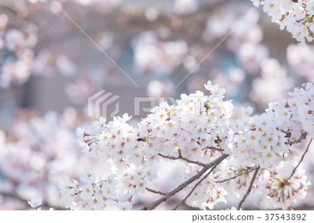 Somei Yoshino櫻花櫻花日本花 37543892