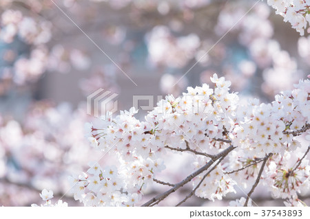 Somei Yoshino櫻花櫻花日本花 Somei Yoshino櫻花櫻花日本花 37543893