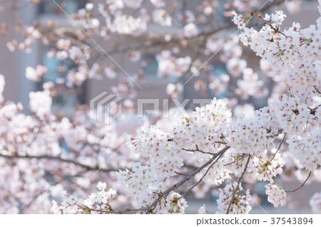 Somei Yoshino櫻花櫻花日本花 37543894