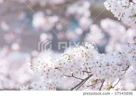 Somei Yoshino櫻花櫻花日本花 37543896