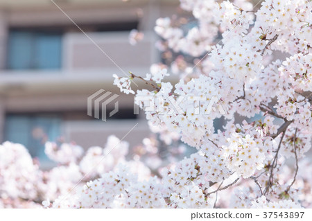 Somei Yoshino櫻花櫻花日本花 37543897