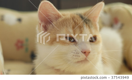小貓看起來正確 37543949