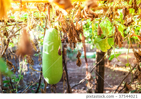gourd hanging 37544021