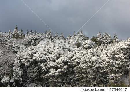 積雪覆蓋的樹木 積雪覆蓋的樹木 37544047