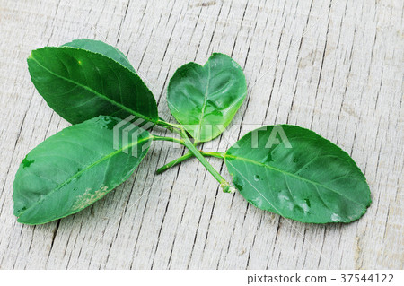 leaves of lime on wood. leaves of lime on wood. 37544122