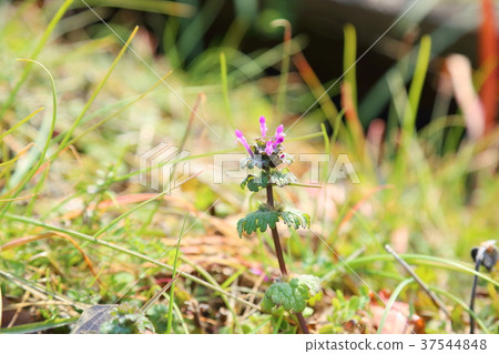 Hotokenosa flowers Hotokenosa flowers 37544848
