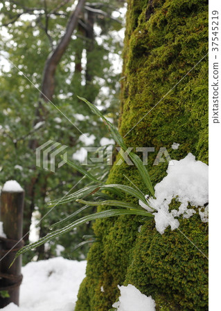 冬季形象 冬季形象 37545219