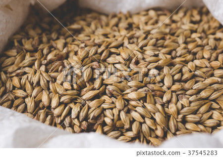 Caramel malt in bag. Craft beer brewing from grain Caramel malt in bag. Craft beer brewing from grain 37545283