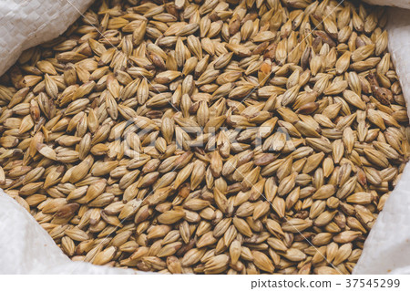 Caramel malt in bag. Craft beer brewing from grai Caramel malt in bag. Craft beer brewing from grai 37545299