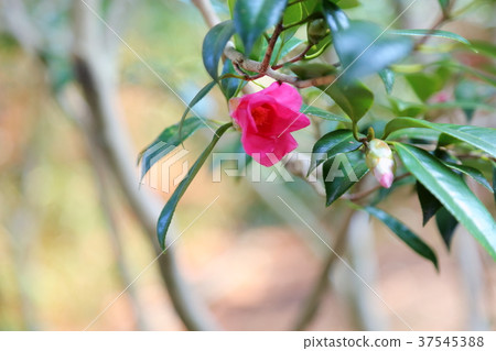 Tsubaki的花Kosuke Kurenai Tsubaki的花Kosuke Kurenai 37545388