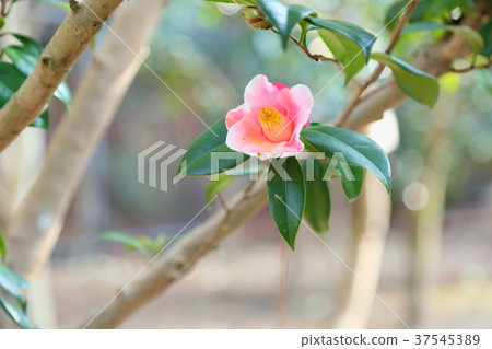 山茶花花覆蓋秋天山 山茶花花覆蓋秋天山 37545389