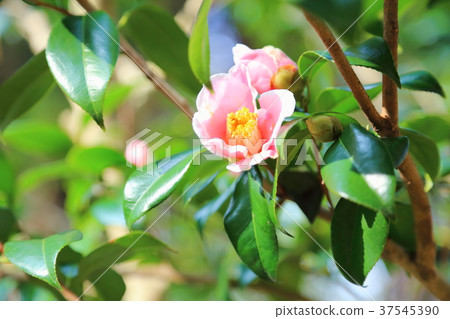 Camellia flower covering fall Mountain Camellia flower covering fall Mountain 37545390