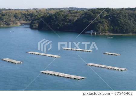 Oyster farmer Mie Prefecture 37545402
