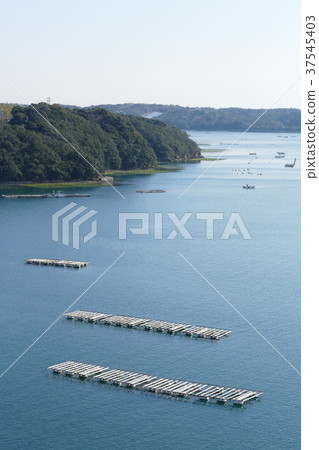 Oyster farmer Mie Prefecture Oyster farmer Mie Prefecture 37545403