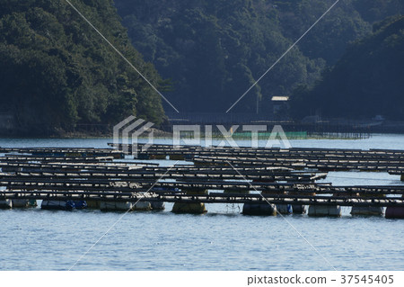 Oyster farmer Mie Prefecture Oyster farmer Mie Prefecture 37545405