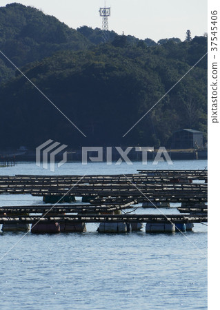 Oyster farmer Mie Prefecture Oyster farmer Mie Prefecture 37545406