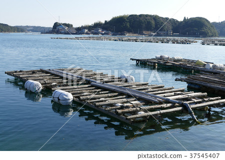 三重牡蠣牡蠣 37545407