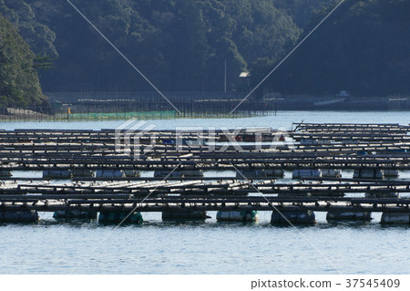 Oyster farmer Mie Prefecture Oyster farmer Mie Prefecture 37545409