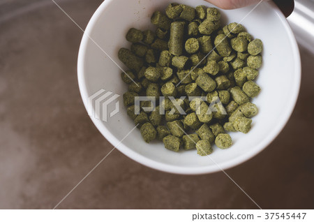 Throwing pressed green hop in must of craft beer Throwing pressed green hop in must of craft beer 37545447