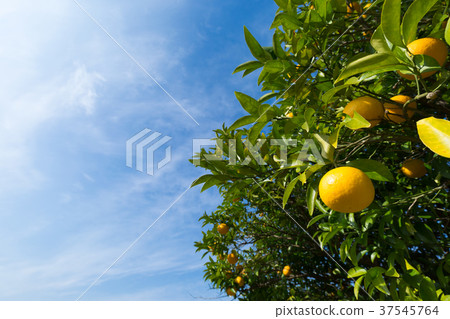 夏季橙色 37545764