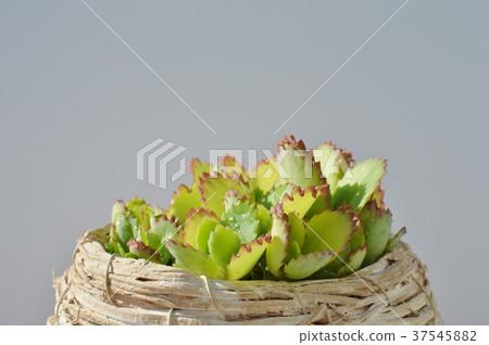 Mother leaf Mother leaf 37545882