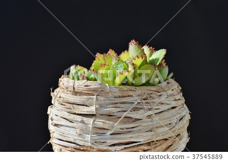 Mother leaf Mother leaf 37545889
