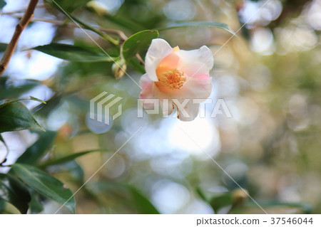 山茶花昭和Akusuke 37546044