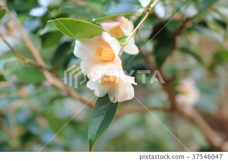 山茶花昭和Akusuke 37546047