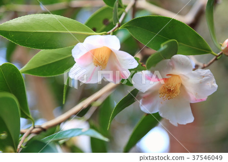 山茶花昭和Akusuke 山茶花昭和Akusuke 37546049