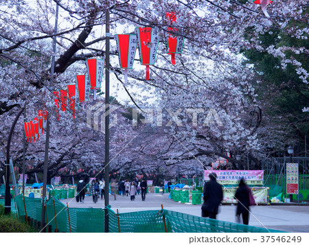 上野Onshi公園櫻花 37546249