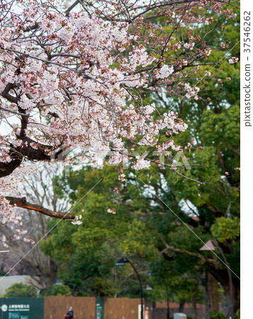 上野Onshi公園櫻花 37546262