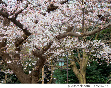 Ueno Onshi Park Sakura Ueno Onshi Park Sakura 37546263