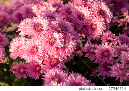 图库照片: beautiful purple mums or chrysanthemums.