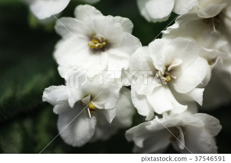 White flowers White flowers 37546591
