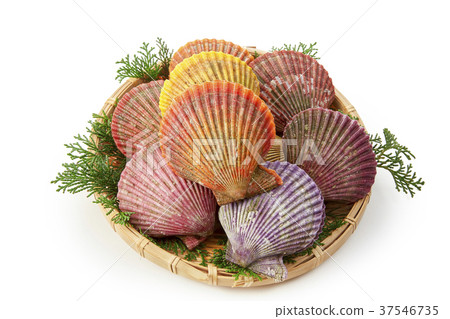 Blue-eared shellfish (back fly, shadow Iki) 37546735