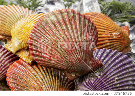 Glib shell Glib shell 37546736