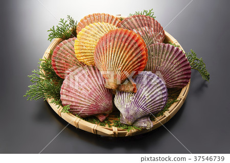 Glib shell Glib shell 37546739