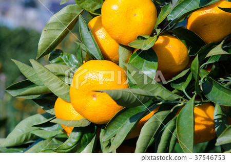橘子 37546753
