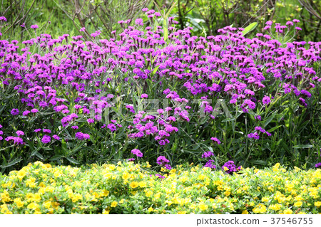 可愛的花床從春天到夏天 37546755