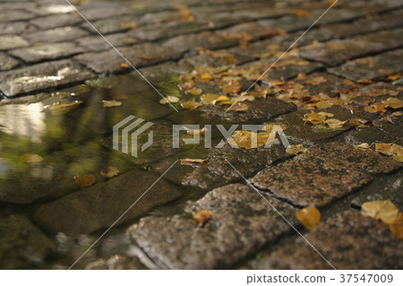 wet old pavement with puddle and autumn leaves wet old pavement with puddle and autumn leaves 37547009