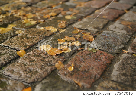 wet old pavement with autumn leaves wet old pavement with autumn leaves 37547010