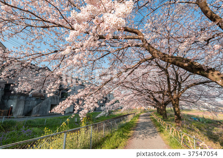 Minuma rice field Japan's best cherry blossom corridor Minuma rice field Japan's best cherry blossom corridor 37547054
